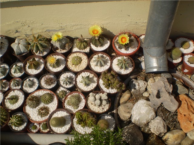 kaktus